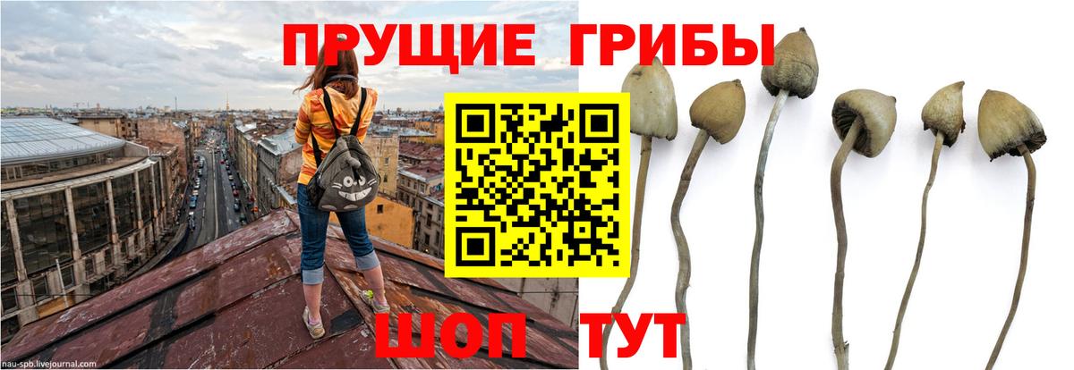 Галлюциногенные грибы Cubensis  Вход с VPN  Челябинск 