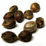 Семена марихуаны АК-47  (Seeds AK-47) в Челябинске